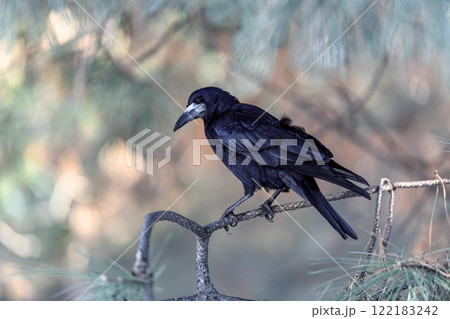 Crow in a winter park. Birdwatching in the city. 122183242