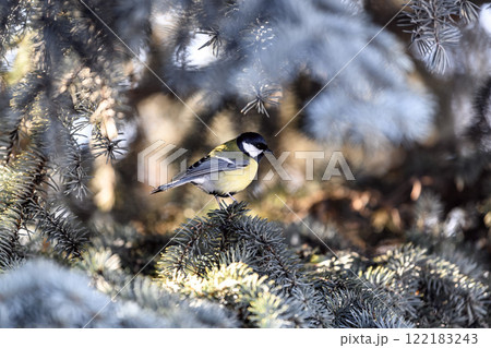 Small bird tomtit sits on branch. Birdwatching in the city. 122183243