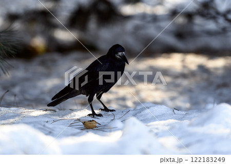 Crow in a winter park. Birdwatching in the city. Crow in a winter park. Birdwatching in the city. 122183249