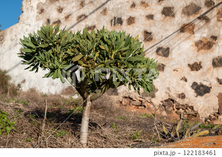 Green small tree, Lanzarote, Canary Islands, Spain 122183461