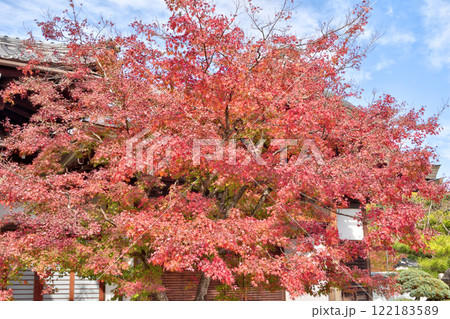 妙満寺の紅葉 122183589