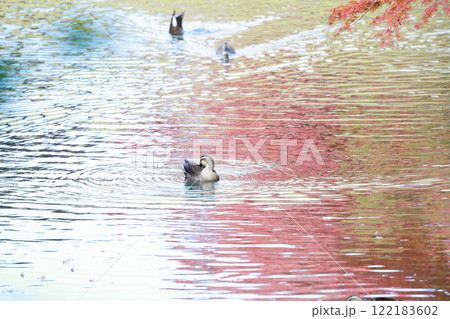 岡山 後楽園 紅葉と野鳥　鴨 122183602