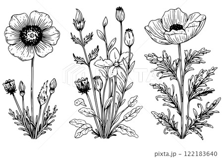 Hand drawn ink sketch of meadow wild flower set. Engraved style vector illustration. Hand drawn ink sketch of meadow wild flower set. Engraved style vector illustration. 122183640