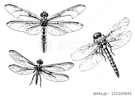 Dragonfly hand drawn ink sketch. Engraved style vector illustration. Dragonfly hand drawn ink sketch. Engraved style vector illustration. 122183642