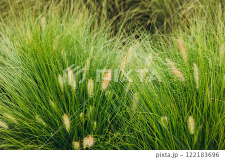 Dry autumn grasses with spikelets close-up. The natural green background. Selective focus. Landscaping, beautiful flowerbeds in an urban environment. Dry autumn grasses with spikelets close-up. The natural green background. Selective focus. Landscaping, beautiful flowerbeds in an urban environment. 122183696