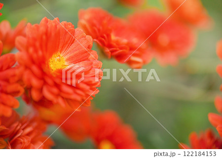Orange chrysanthemums thin focus part and blurred greenery. Orange chrysanthemums thin focus part and blurred greenery. 122184153