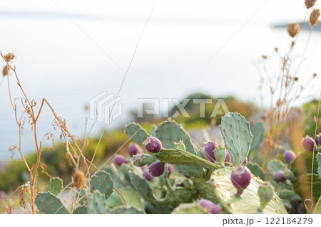 wild cacti with flowers on them against the background of yellowed grass and the sea wild cacti with flowers on them against the background of yellowed grass and the sea 122184279