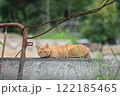 車で山道を走っている時に偶然見かけた茶トラの飼い猫と視線が合う 122185465