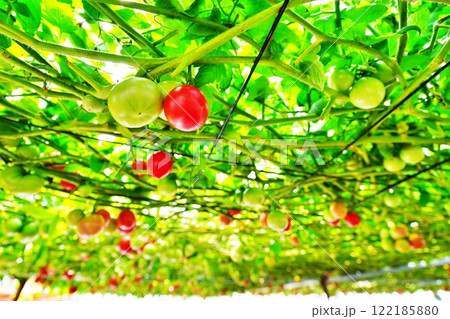 えこりん村 とまとの森　(北海道恵庭市) 122185880