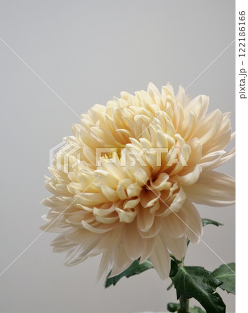 クリーム色の菊の花 クリーム色の菊の花 122186166