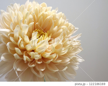 クリーム色の菊の花 122186169