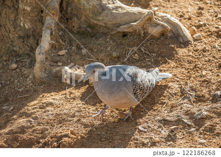 キジバト（ヤマバト） 122186268