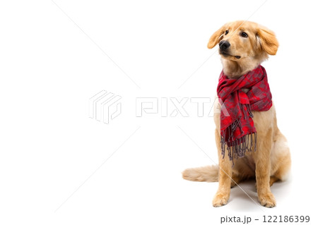 Adorable Cute Puppy Wearing a Stylish Tartan Scarf While Sitting on a Cozy Carpet Adorable Cute Puppy Wearing a Stylish Tartan Scarf While Sitting on a Cozy Carpet 122186399