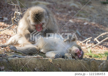毛づくろいするニホンザル　嵐山モンキーパークいわたやま 122186453