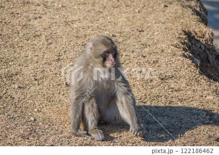 ニホンザル　嵐山モンキーパークいわたやま 122186462