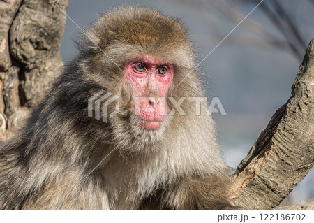 木の上のニホンザル 嵐山モンキーパークいわたやま 木の上のニホンザル 嵐山モンキーパークいわたやま 122186702