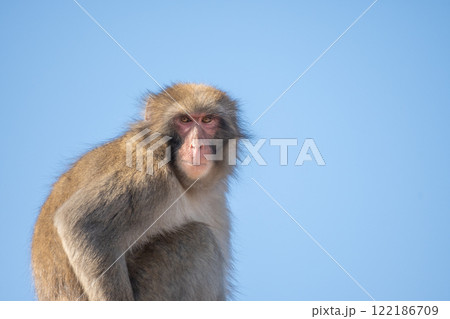 青空をバックにするニホンザル　嵐山モンキーパークいわたやま 122186709