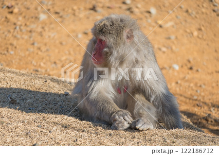 ニホンザル　嵐山モンキーパークいわたやま 122186712