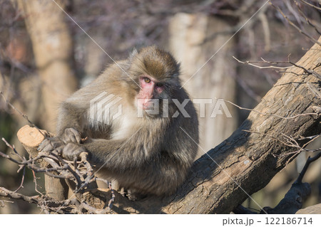 木の上のニホンザル　嵐山モンキーパークいわたやま 122186714