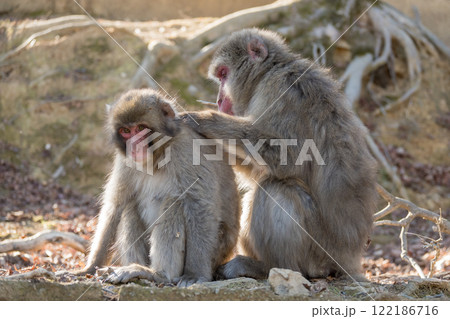 毛づくろいするニホンザル 嵐山モンキーパークいわたやま 毛づくろいするニホンザル 嵐山モンキーパークいわたやま 122186716