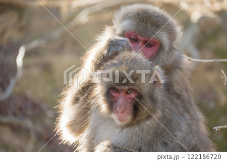 毛づくろいするニホンザル　嵐山モンキーパークいわたやま 122186720