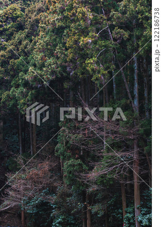 冬の山中の景色 冬の山中の景色 122186738