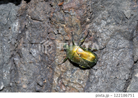 樹液を吸うカナブン 122186751