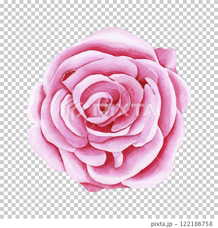 Watercolor botanical flower. Garden pink rose. Realistic illustration. Hand drawn in botanical style. Image for your design Watercolor botanical flower. Garden pink rose. Realistic illustration. Hand drawn in botanical style. Image for your design 122186758
