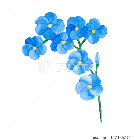 Watercolor wild flower forget-me-not. Botanical drawing of plant on isolated background. For your design Watercolor wild flower forget-me-not. Botanical drawing of plant on isolated background. For your design 122186794