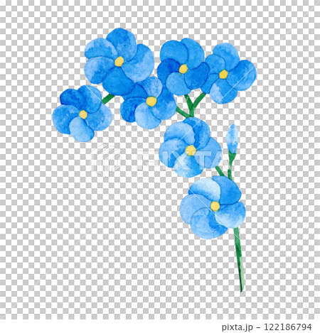 Watercolor wild flower forget-me-not. Botanical drawing of plant on isolated background. For your design Watercolor wild flower forget-me-not. Botanical drawing of plant on isolated background. For your design 122186794