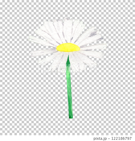 Watercolor wildflower chamomile. Botanical drawing of plant on isolated background. For your design 122186797