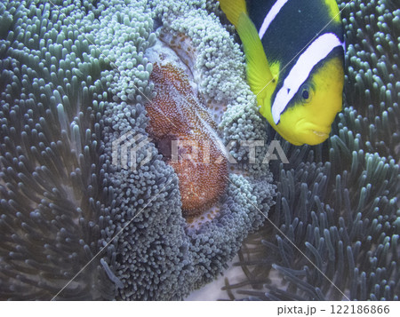 オレンジフィンアネモネフィッシュと産みたて卵 122186866