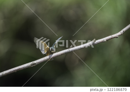 枝に飛翔するカワセミ 枝に飛翔するカワセミ 122186870