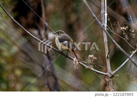 枝に止まるヒタキ科ジョウビタキ♀ 122187005