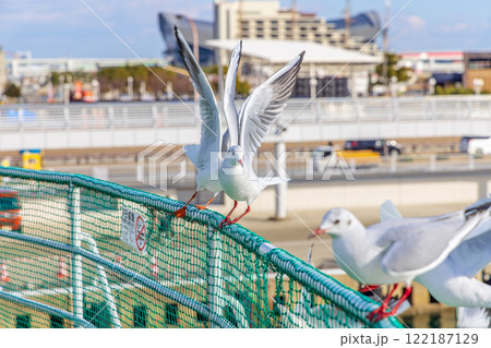神戸メリケンパーク (12月　昼　夜景) 122187129