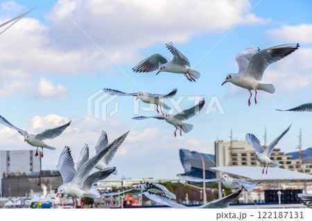 神戸メリケンパーク (12月　昼　夜景) 122187131