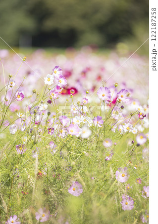 可憐なコスモスの花 122187258