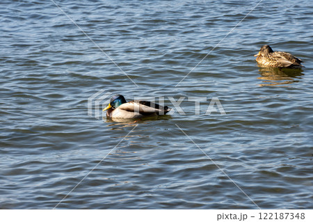 冬の琵琶湖で越冬するマガモ 122187348