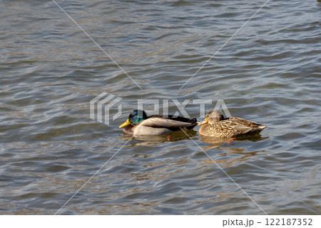 冬の琵琶湖で越冬するマガモ 122187352
