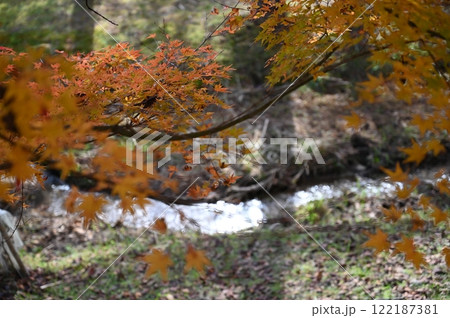 もみじ湖 122187381