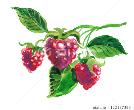 Raspberry berry. Watercolour painting Raspberry berry. Watercolour painting 122187399