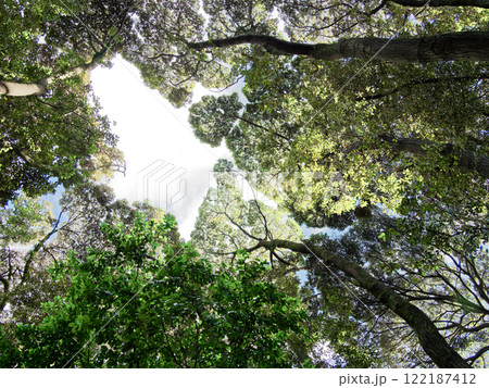 常緑広葉樹林の樹冠 常緑広葉樹林の樹冠 122187412