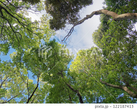 常緑広葉樹林の樹冠 常緑広葉樹林の樹冠 122187413
