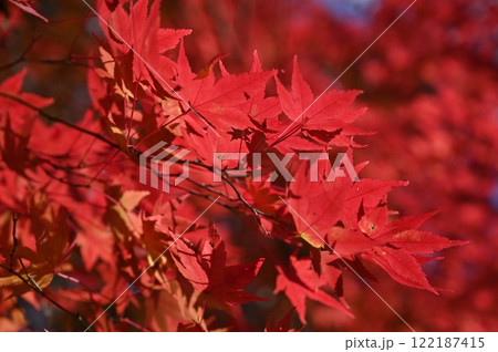 もみじ湖 もみじ湖 122187415