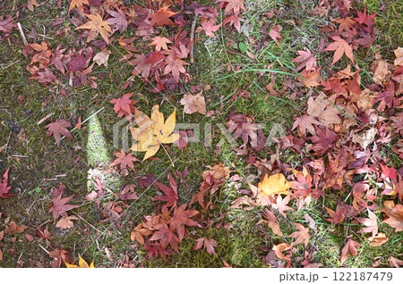 もみじ湖 122187479