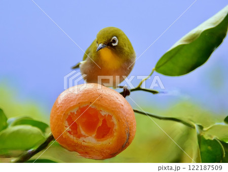 　小鳥の来る冬の庭を楽しむ。 122187509