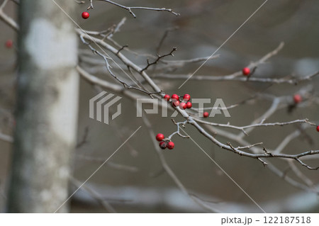 モチノキ科ウメモドキの赤い果実 122187518