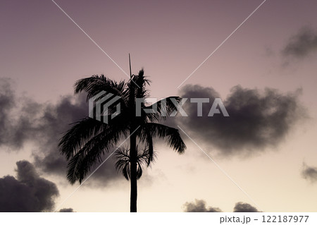 ヤシの木と空　南国の風景 122187977