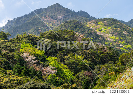 新緑と山桜　神が宿る島　洋上アルプス屋久島 122188061