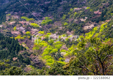 新緑と山桜　神が宿る島　洋上アルプス屋久島 122188062